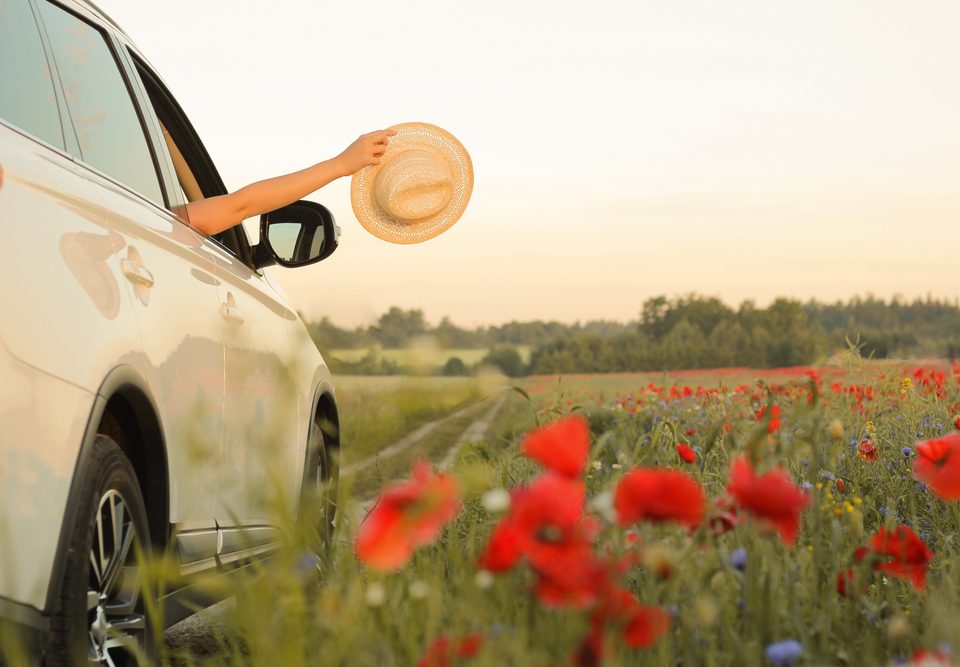 passenger with arm out window of car being driven along a field of flowers